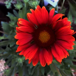 Gaillardia 'Arizona Red Shades'