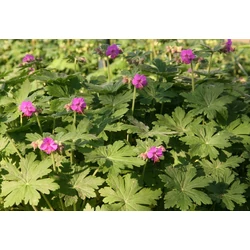 Geranium macrorrhizum 'Czakor'