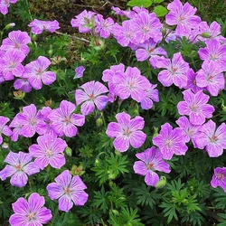 Geranium sanguineum