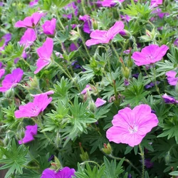 Geranium sanguineum 'Max Frei'