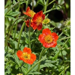 Geum coccineum 'Tosai'