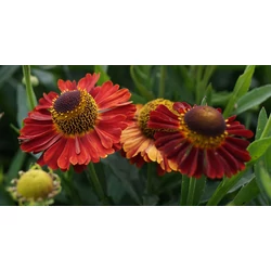 Helenium 'Salsa'