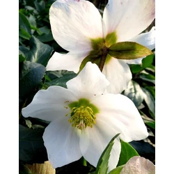 Helleborus niger 'Praecox' 