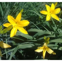Hemerocallis 'Maikönigin'