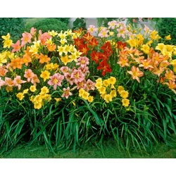 Hemerocallis