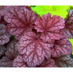 Heuchera 'Berry Smoothie'