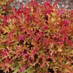 Heuchera 'Marmalade'
