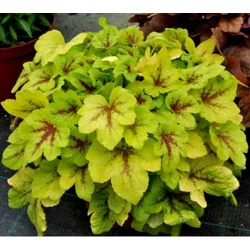 Heucherella 'Mojito'