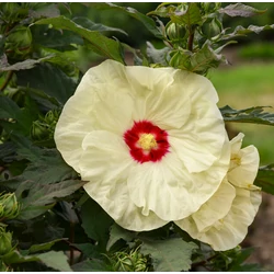 Hibiscus moscheutos 'French Vanilla'