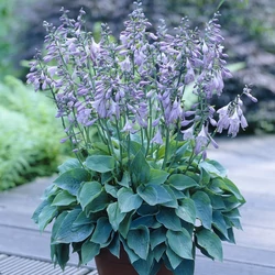 Hosta 'Halcyon'