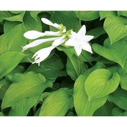 Hosta plantaginea