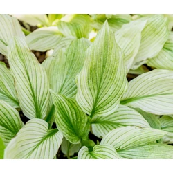Árnyékliliom zöldesfehér levél zöld erezettel - Hosta 'White Feather' 20/40cm K1,5l