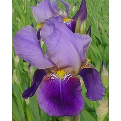 Nőszirom kerti lila-sötétlila - Iris germanica 'Alcazar' 20/30cm K14cm