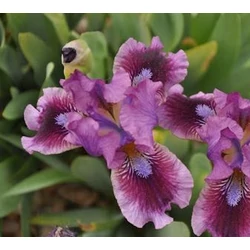 Iris barbata nana ‘Fairy Ballet’