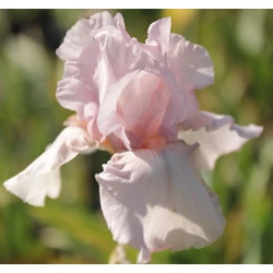 Iris germanica 'Cherished'