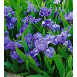 Iris 'Pepita'