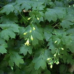 Kirengeshoma palmata