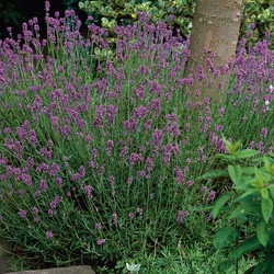 Lavandula angustifolia 'Hidcote'