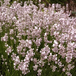 Lavandula angustifolia 'Rosea'
