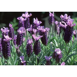 Lavandula stoechas