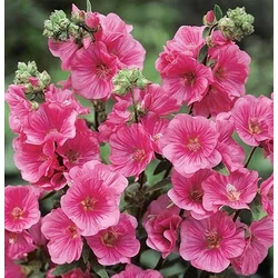 Lavatera 'Burgundy Wine'