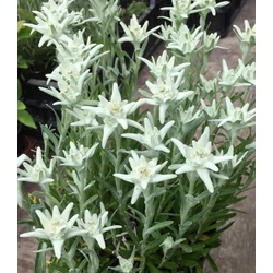 Gyopár havasi - Leontopodium alpinum 'Matterhorn' 10/20 cm K9x9 cm