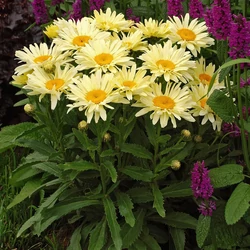 Leucanthemum superbum 'Banana Cream'