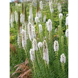 Díszcsorba füzéres fehér - Liatris spicata 'Floristan Weiss' 20/30cm K14cm