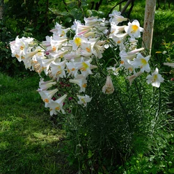 Lilium regale