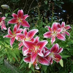 Liliom sötét rózsaszín-fehér - Lilium oriental 'Star Gazer' 20/30cm K14cm