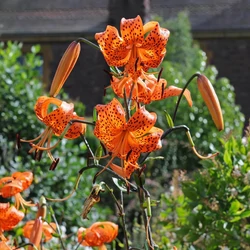 Lilium tigrinum