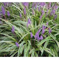 Liriope muscari 'Variegata'