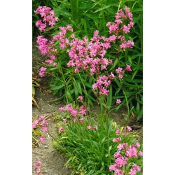 Lychnis viscaria 'Feuer'