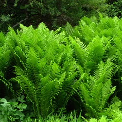 Matteuccia struthiopteris