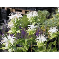 Monarda bradburiana