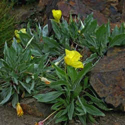 Oenothera macrocarpa (missouriensis)