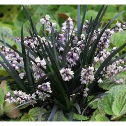 Ophiopogon planiscapus 'Niger'