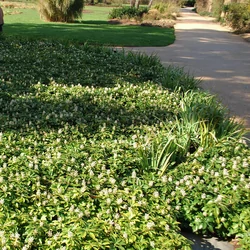 Pachysandra terminalis