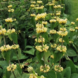 Phlomis russeliana