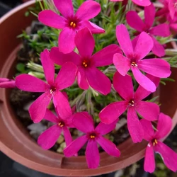 Phlox douglasii 'Ochsenblut'