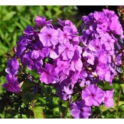 Phlox paniculata 'Amethyst'