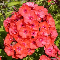 Phlox paniculata 'Orange Perfection'