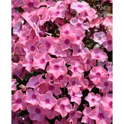 Phlox paniculata 'Sweet Summer Queen'