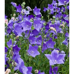 Platycodon grandiflorus