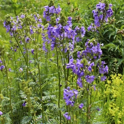 Polemonium caeruleum