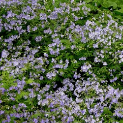 Polemonium reptans 'Blue Pearl'