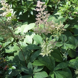 Rodgersia aesculifolia