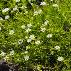 Sagina subulata 'Aurea'