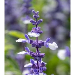 Salvia nemorosa 'Big Blue Bicolor'