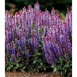 Salvia nemorosa 'Sensation Medium Violet'